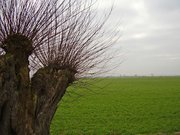 Die Weide steht in der Nähe von Aurith, Bild: © Burkhardt Preuß   <a href="https://www.pixelio.de/media/352971">pixelio.de</a>